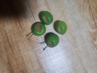 노준규님의 농사, 무엇이든 물어보세요! · 참여글 작성글 사진