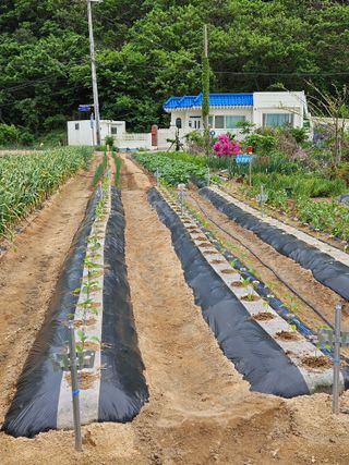 osm님의 기타작물 · 영농일지 작성글 사진