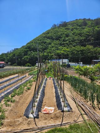 osm님의 기타작물 · 영농일지 작성글 사진