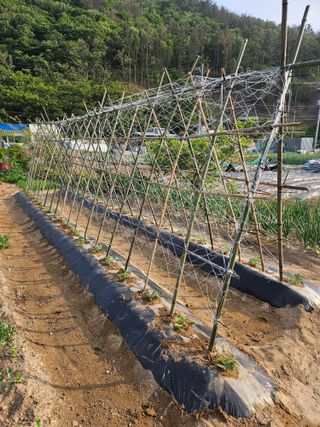 osm님의 기타작물 · 영농일지 작성글 사진