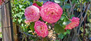 콩18930님의 자유주제 · 사진전 작성글 사진