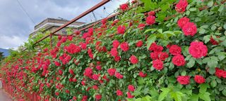 콩18930님의 자유주제 · 사진전 작성글 사진