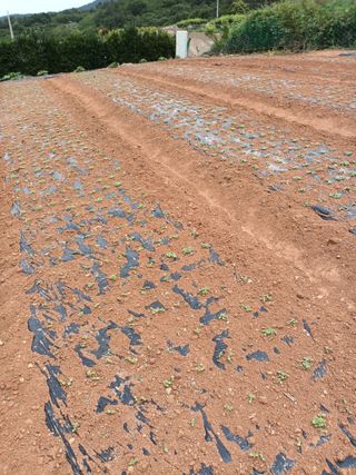 김은숙님의 참깨 · 자유게시판 작성글 사진