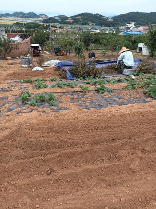 김은숙님의 참깨 · 자유게시판 작성글 사진