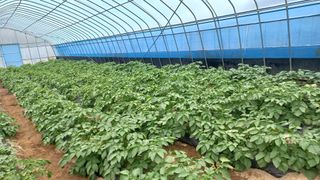 양파ㆍ청양님의 감자 · 영농일지 작성글 사진