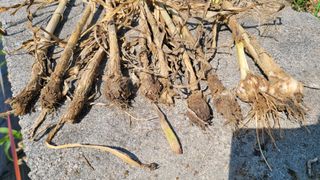 블랙타이거님의 농사, 무엇이든 물어보세요! · 참여글 작성글 사진