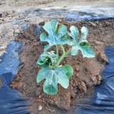 팜모닝 기타작물·병해충상담 게시글 이미지