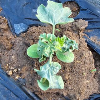 팔당호블루베리PB님의 기타작물 · 병해충상담 작성글 사진