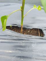 팜모닝 농사, 무엇이든 물어보세요!·참여글 게시글 이미지