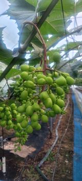 팜모닝 자유주제·자유게시판 게시글 이미지