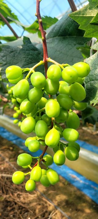 서대산향수님의 자유주제 · 자유게시판 작성글 사진