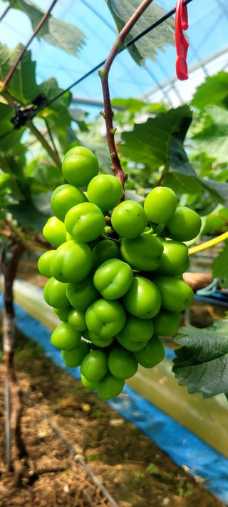 서대산향수님의 자유주제 · 자유게시판 작성글 사진