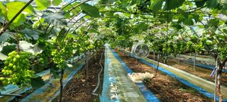 서대산향수님의 자유주제 · 자유게시판 작성글 사진