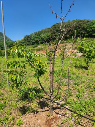 참깨12607님의 농사, 무엇이든 물어보세요! · 참여글 작성글 사진