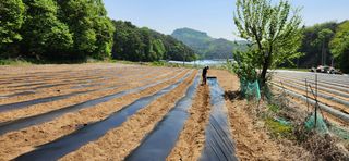 이용길님의 옥수수 · 영농일지 작성글 사진