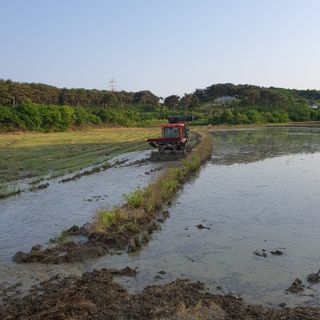 항즐인(즐거운사람)님의 벼 · 영농일지 작성글 사진