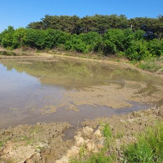 항즐인(즐거운사람)님의 벼 · 영농일지 작성글 사진