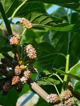 팜모닝 기타작물·영농일지 게시글 이미지