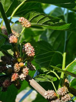 장양농원6606님의 기타작물 · 영농일지 작성글 사진