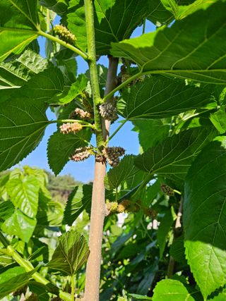 장양농원6606님의 기타작물 · 영농일지 작성글 사진