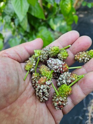 장양농원6606님의 기타작물 · 영농일지 작성글 사진