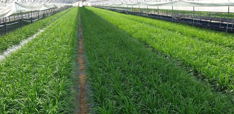 조일현님의 장터 판매 상품 [초벌 부추즙] 첨부 사진