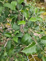 팜모닝 사과·영농일지 게시글 이미지