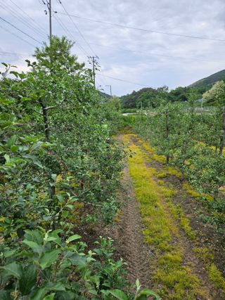 이희문님의 사과 · 영농일지 작성글 사진