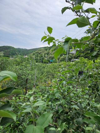 이희문님의 사과 · 영농일지 작성글 사진