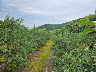 이희문님의 사과 · 영농일지 작성글 사진