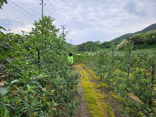 이희문님의 사과 · 영농일지 작성글 사진