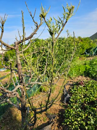 김진영님의 사과 · 병해충상담 작성글 사진