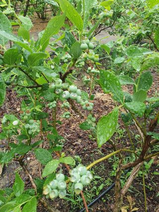김기자(흰구름농원)님의 팜이웃과 출근/퇴근 같이해요! · 참여글 작성글 사진