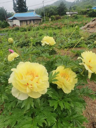 김기자(흰구름농원)님의 팜이웃과 출근/퇴근 같이해요! · 참여글 작성글 사진