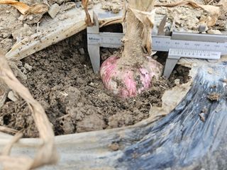 배필이님의 자유주제 · 자유게시판 작성글 사진