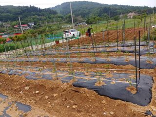 산골마님님의 자유주제 · 건의해요 작성글 사진