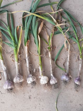 황석면님의 마늘 · 영농일지 작성글 사진