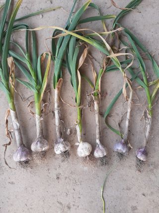 황석면님의 마늘 · 영농일지 작성글 사진