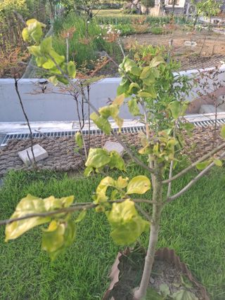 불타는감자님의 감 · 병해충상담 작성글 사진