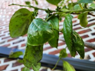 제부도님의 감 · 자유게시판 작성글 사진