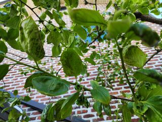 제부도님의 농사, 무엇이든 물어보세요! · 참여글 작성글 사진