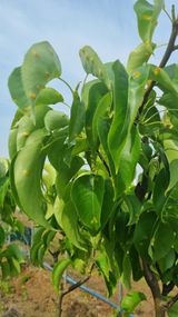 팜모닝 기타작물·병해충상담 게시글 이미지