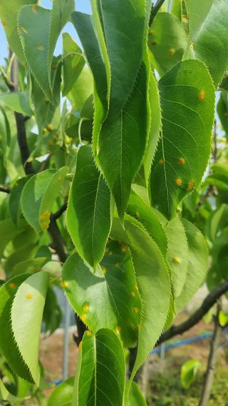 제일밤농원님의 기타작물 · 병해충상담 작성글 사진