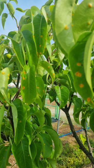 제일밤농원님의 기타작물 · 병해충상담 작성글 사진