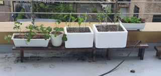 오늘도행복님의 고추 · 영농일지 작성글 사진