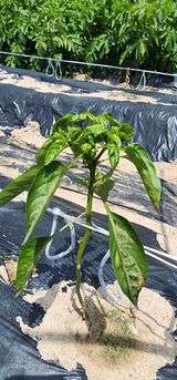 팜모닝 고추·병해충상담 게시글 이미지