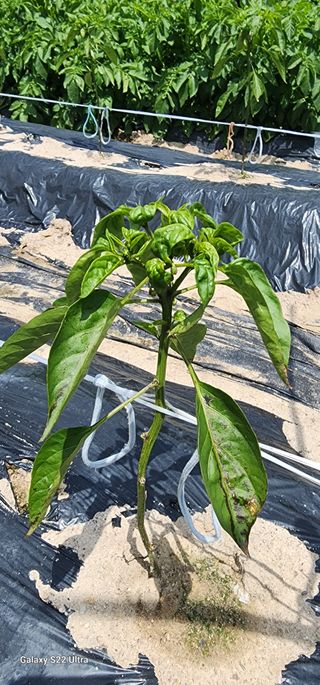 한밭골님의 고추 · 병해충상담 작성글 사진