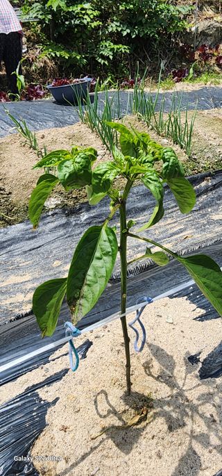 한밭골님의 고추 · 병해충상담 작성글 사진