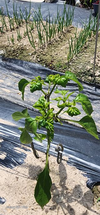 한밭골님의 고추 · 병해충상담 작성글 사진