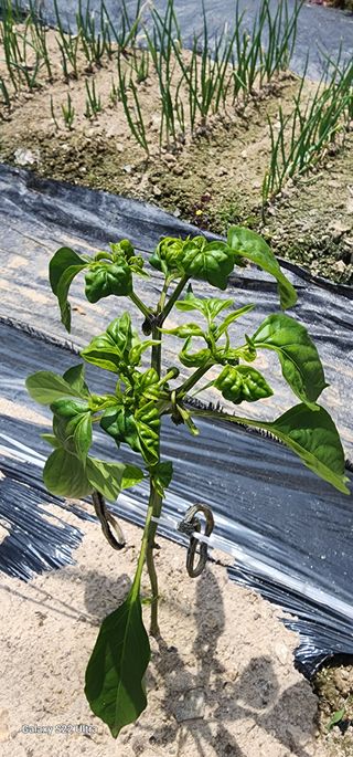 한밭골님의 고추 · 병해충상담 작성글 사진